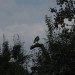 mini-IMG_1292